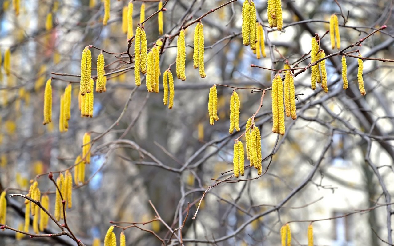 Pollen sind im 2023 schon früh unterwegs. 