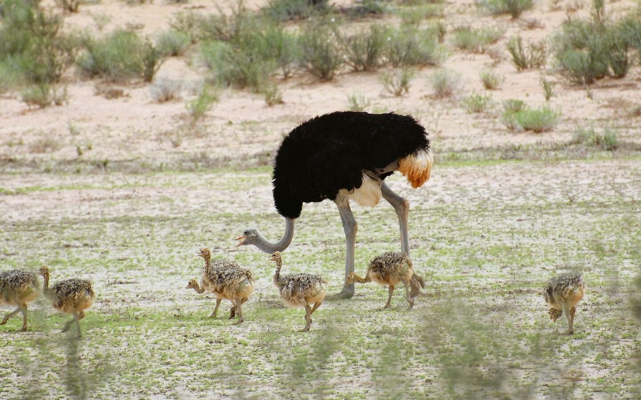 Immer an der Seite ihres Vaters erkunden dieMinistrausseden Kgalagadi Transfrontier Park in Südafrika.