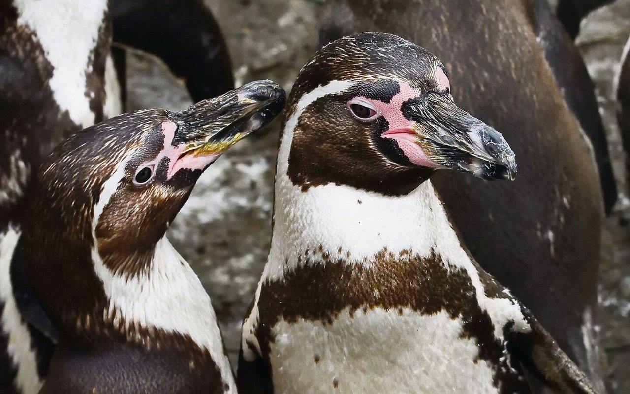 Humboldt-Pinguine gehören zu jenen Tieren, die homosexuell sein können.