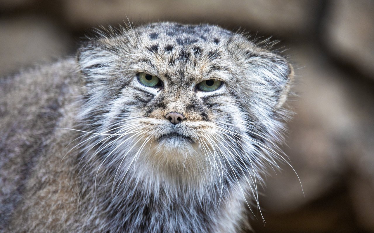 Sieht oft schlecht gelaunt aus: Der Manul.