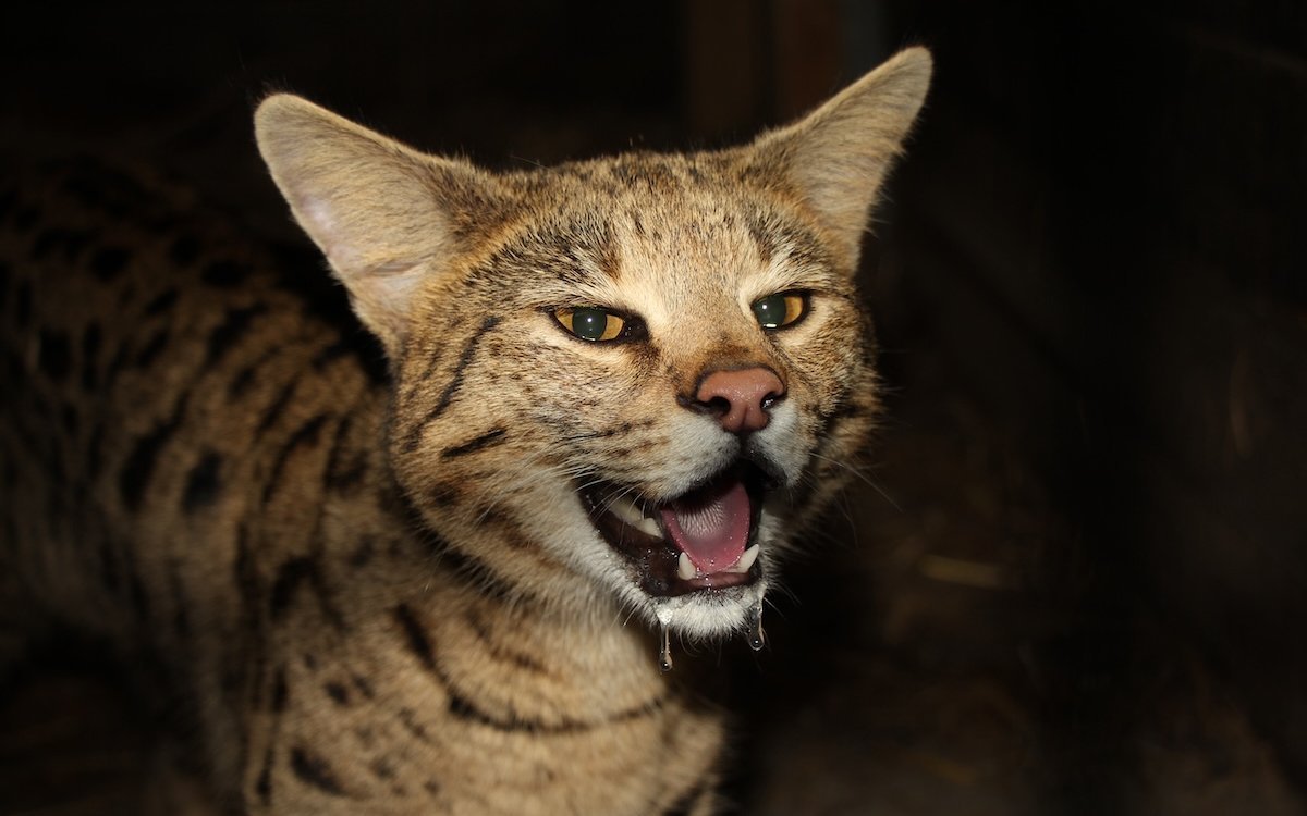 Suzie, die Savannah-Katze, atmet schwer und bildet Speichel. Sie wird darum notfallmässig untersucht. 