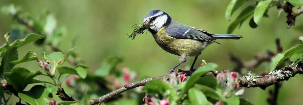 Während der Balz und des Nestbaus im Frühjahr werden die Vögel zunehmend rege und verbrennen mehr Kalorien.