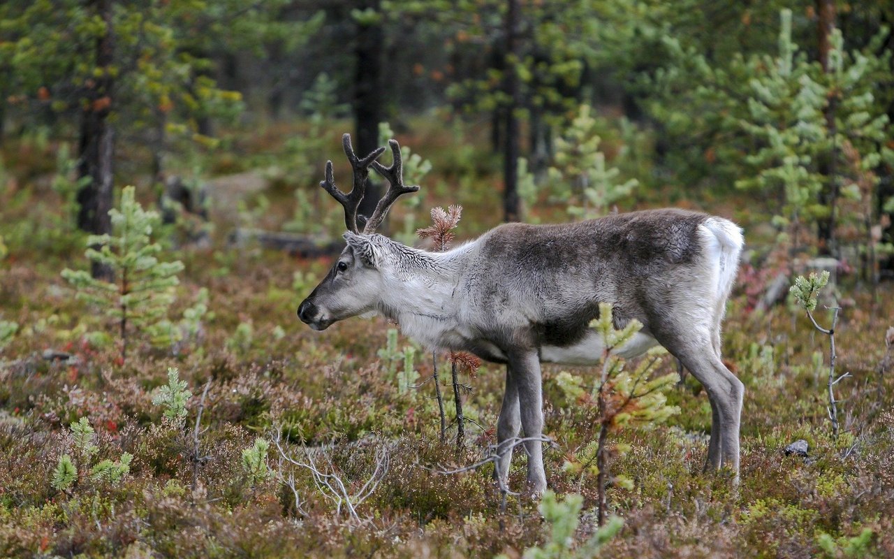 Rentiere sind in der ganzen nördlichen Polarregion verbreitet.