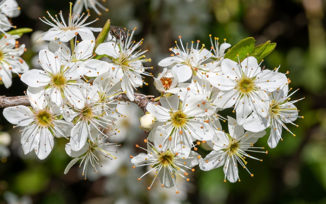 Schlehe/Schwarzdorn (Prunus spinosa)