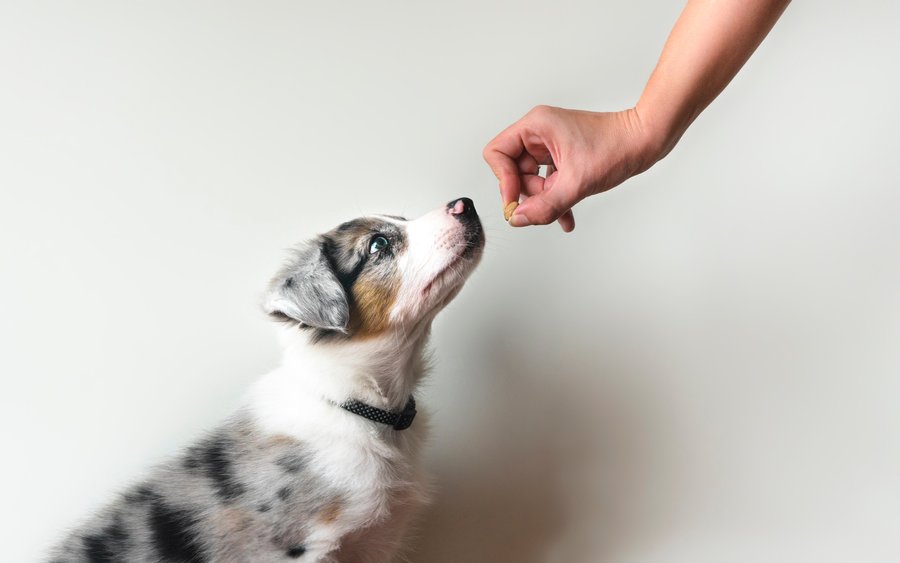 Hat der Rückruf geklappt, sollte der Hund belohnt werden. 