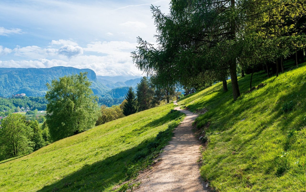 Was wächst denn da am Wegesrand? Das sind häufige Stauden, Klee- und Grasarten. 