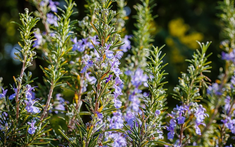 Der Rosmarin (Salvia rosmarinus) gilt als ausgesprochen hitze- und trockenheitsverträglich.