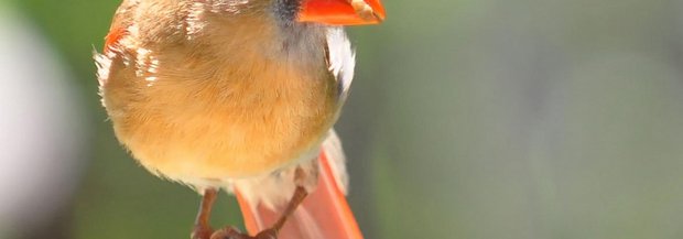 VogelundWurm.jpg