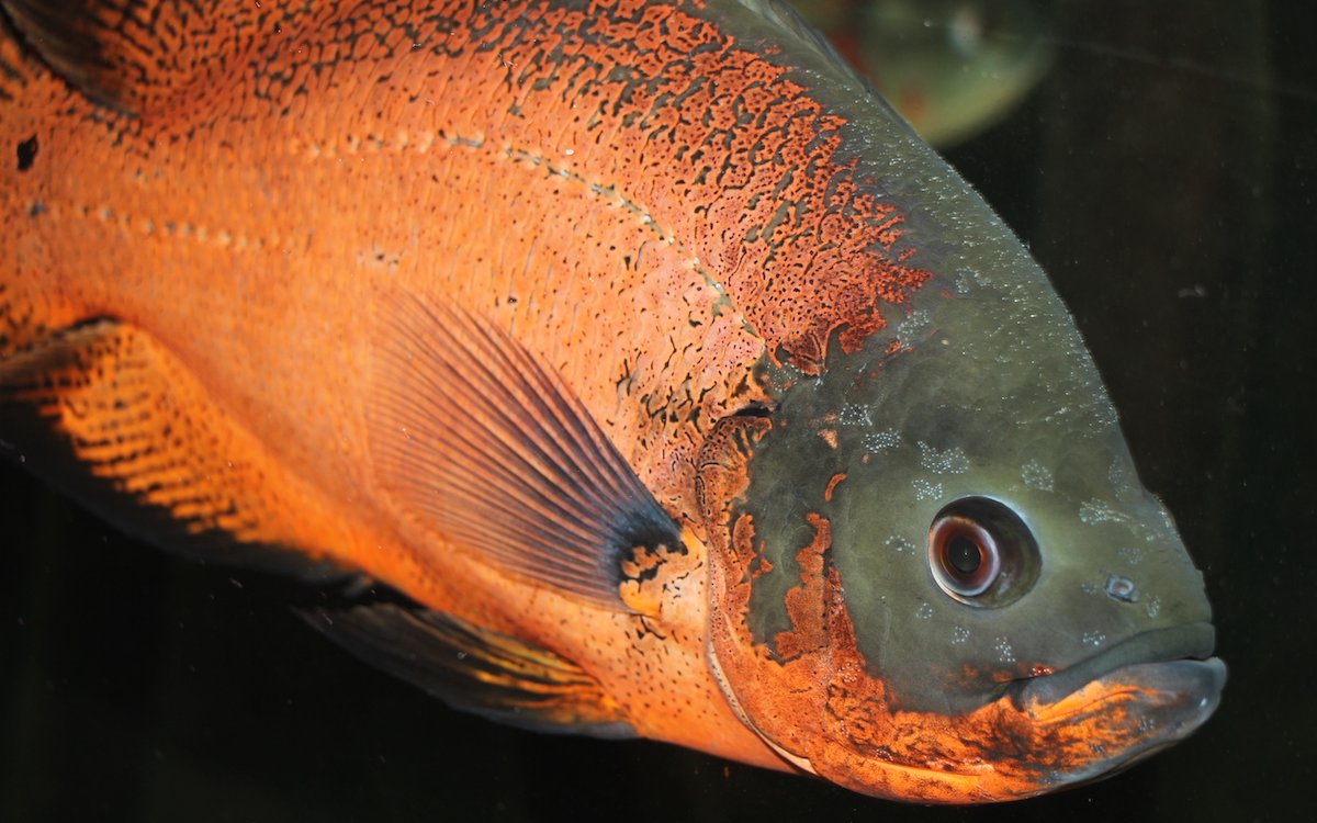 Der Rote Oskar oder Pfauenaugenbuntbarsch ist nichts für kleine Aquarien. Der grosse südamerikanische Fisch kann nur in Grossaquarien gepflegt werden. 