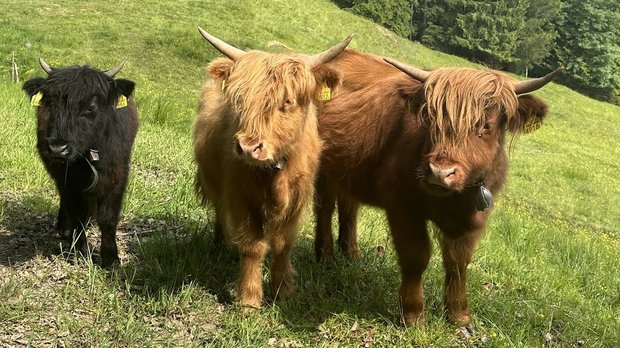 Umgang mit horntragenden Kühen