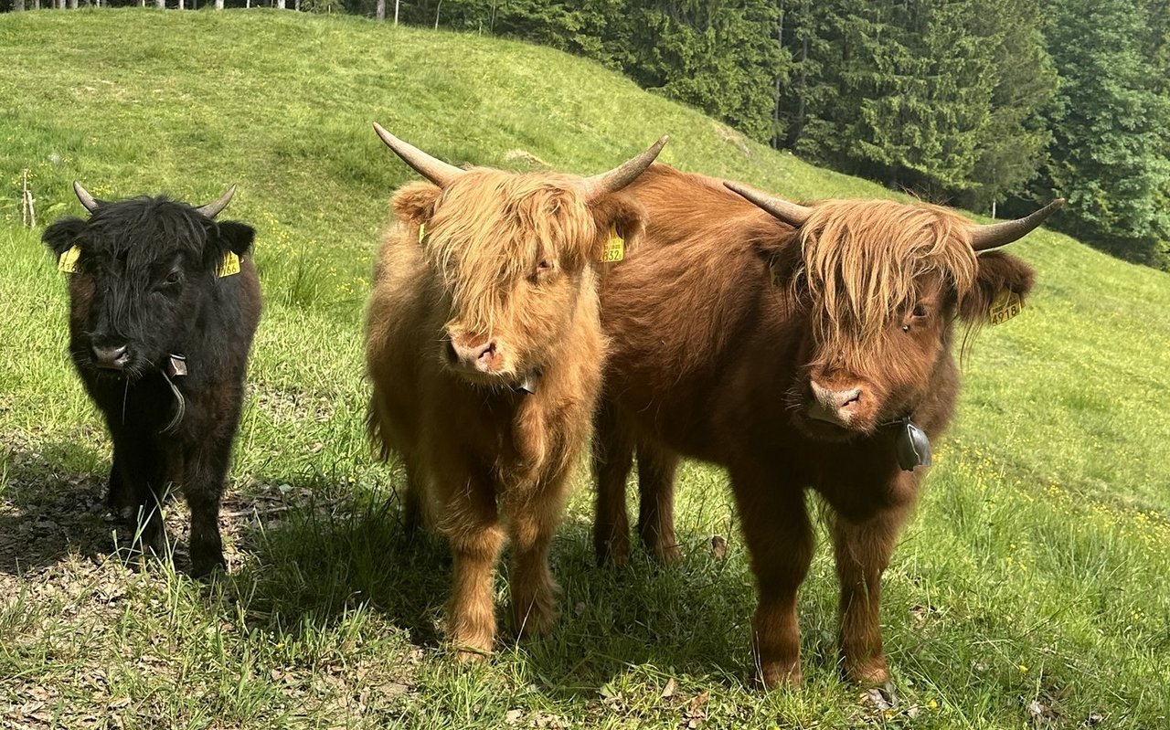Bisher ist die Mini Cattle-Herde in Gontenbad die einzige in der Schweiz.
