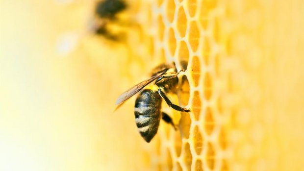 Biene auf Honigwabe