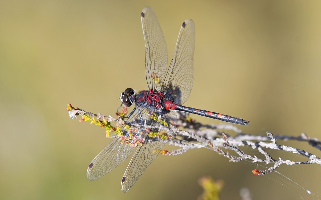 Kleine Moosjungfer (Leucorrhinia dubia)