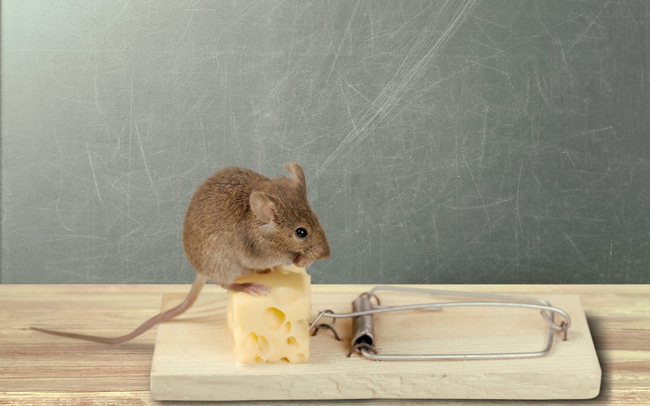 Die «klassische» Mäusefalle hat praktisch immer Käse als Köder ausgelegt.