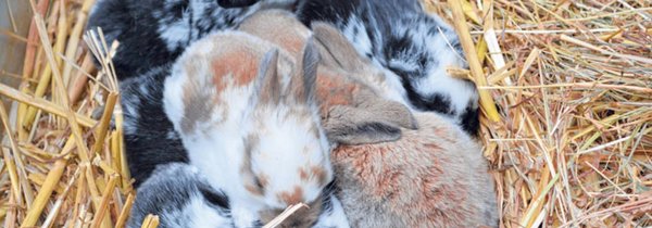 Inzucht kann die Entwicklung gefährden - tierwelt.ch | TierWelt