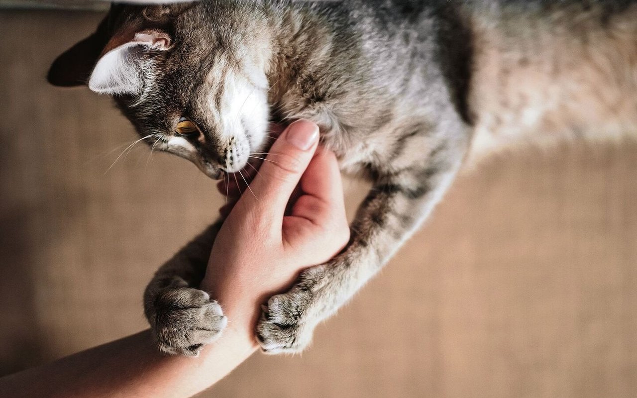 Katzen brauchen Kommunikation auf Augenhöhe. Beim Spielen setzt man sich am besten auf den Boden.