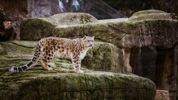 Schneeleopard im Zoo Basel