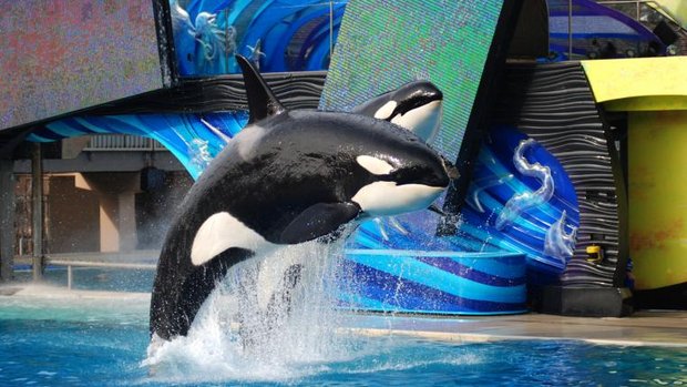 Orca-Show in SeaWorld