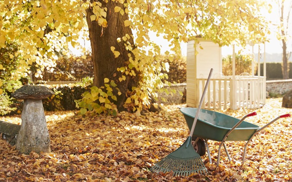 Herbstlaub sollte zusammen gerecht werden, um den Rasen vor dem verfaulen zu schützen. Einige Gartenbewohner sind aber dankbar, wenn man den Laubhaufen stehen lässt. 