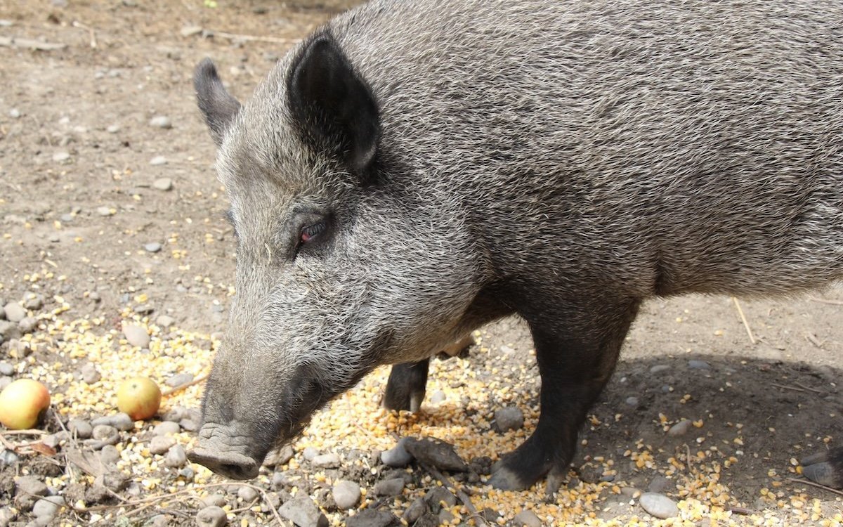 Wildschweine sind intelligente Tiere. Hier eine Bache aus einer Haltung. 