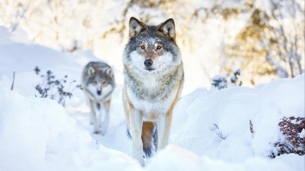 Zwei Woelfe im Schnee