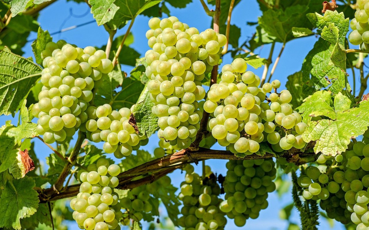 Die Weinrebe wurde 2023 zur Heilpflanze des Jahres gekürt.