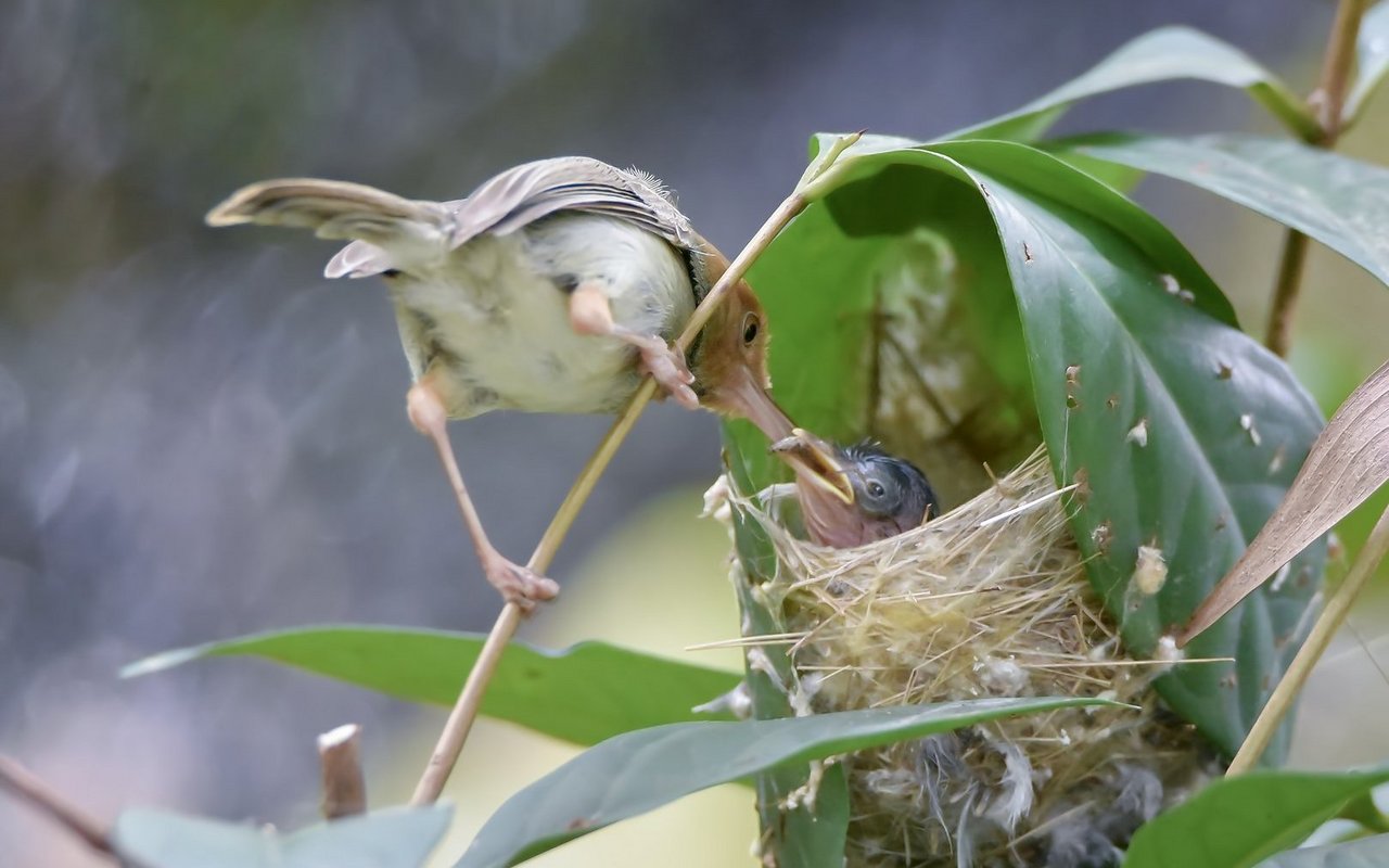 Schneidervögel sind die einzigen Vögel auf der Welt, die ihren Schnabel wie eine Nadel einsetzen. Sie stechen kleine Löcher in die Ränder grosser Blätter und fädeln Pflanzenfasern hindurch, um die Blätter zu einer Schale zusammenzunähen. Mit dieser geschickten Tarnung entsteht ein Nest, das von oben fast unsichtbar ist und vor Fressfeinden schützt.