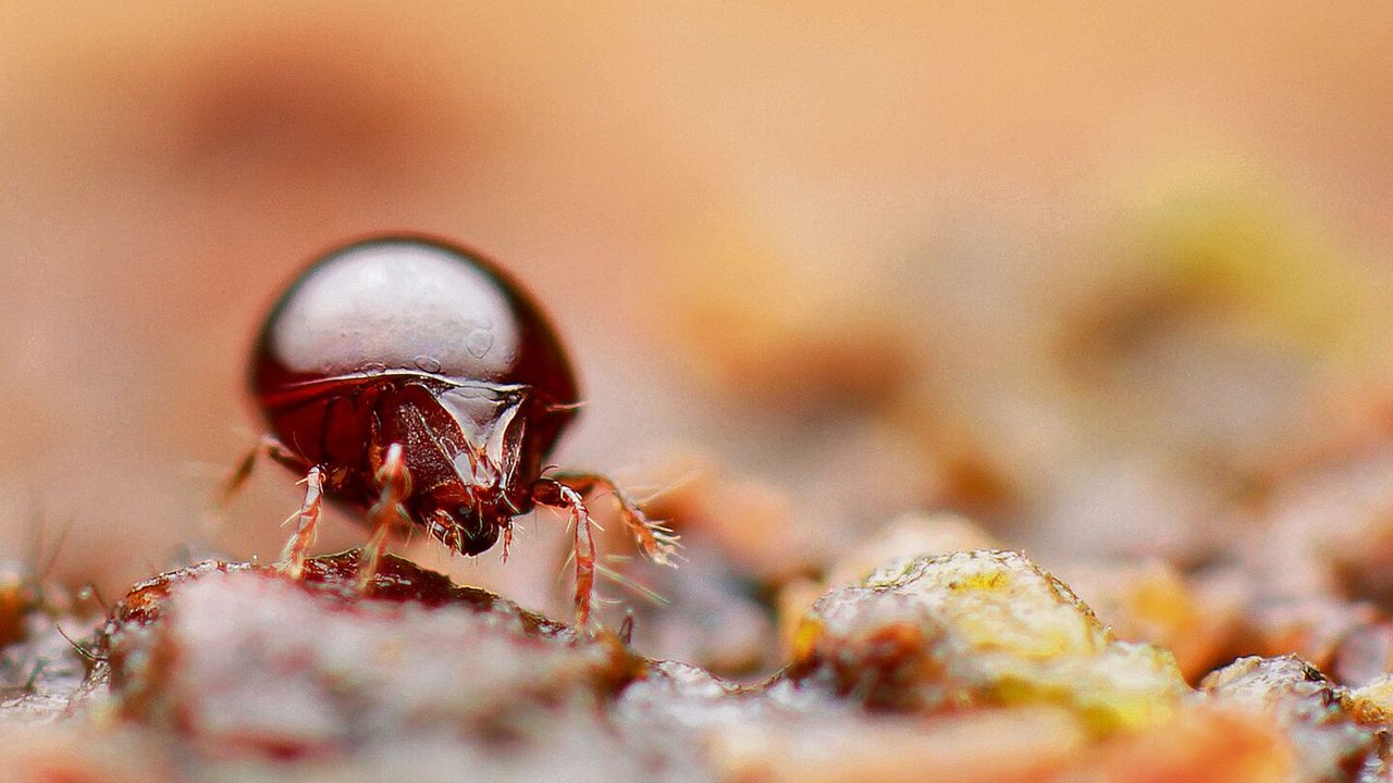 Schon seit etwa 400 Millionen Jahren bewohnen Milben unseren Planeten und kommen fast überall auf der Welt vor. Sie besitzen acht Beine und sind mit Spinnen verwandt.