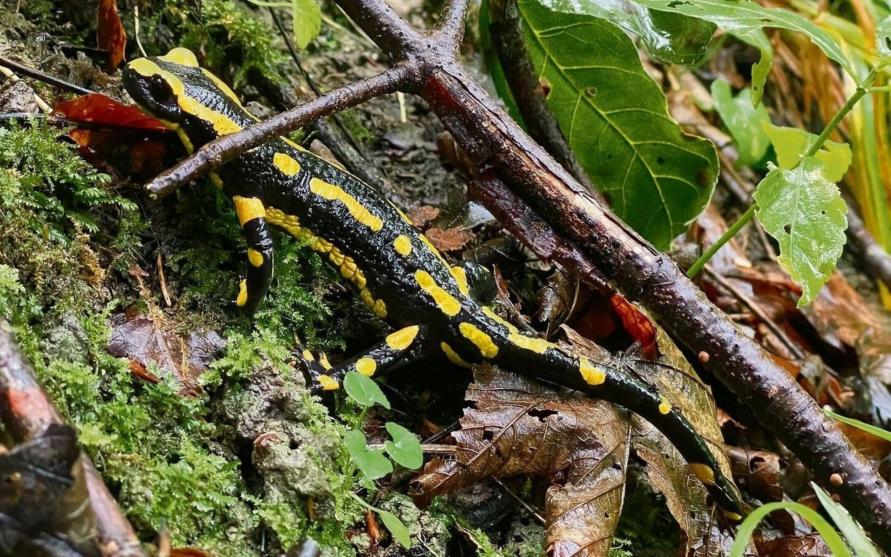 Feuersalamander fühlen sich im Wildnispark Zürich sehr wohl.