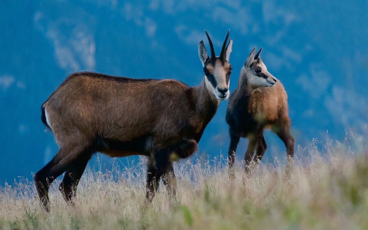 Im Nationalpark Gran Paradiso können Steinböcke und Gämsen bei teilweise aus nächster Nähe beobachtet werden.