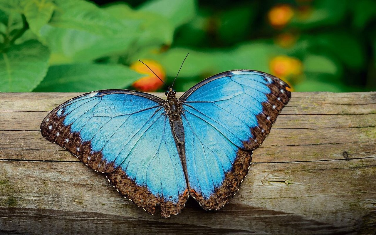 Die Flügel des Morphoschmetterlings schimmern dank ihrer Nanostruktur in einem strahlenden Blau.