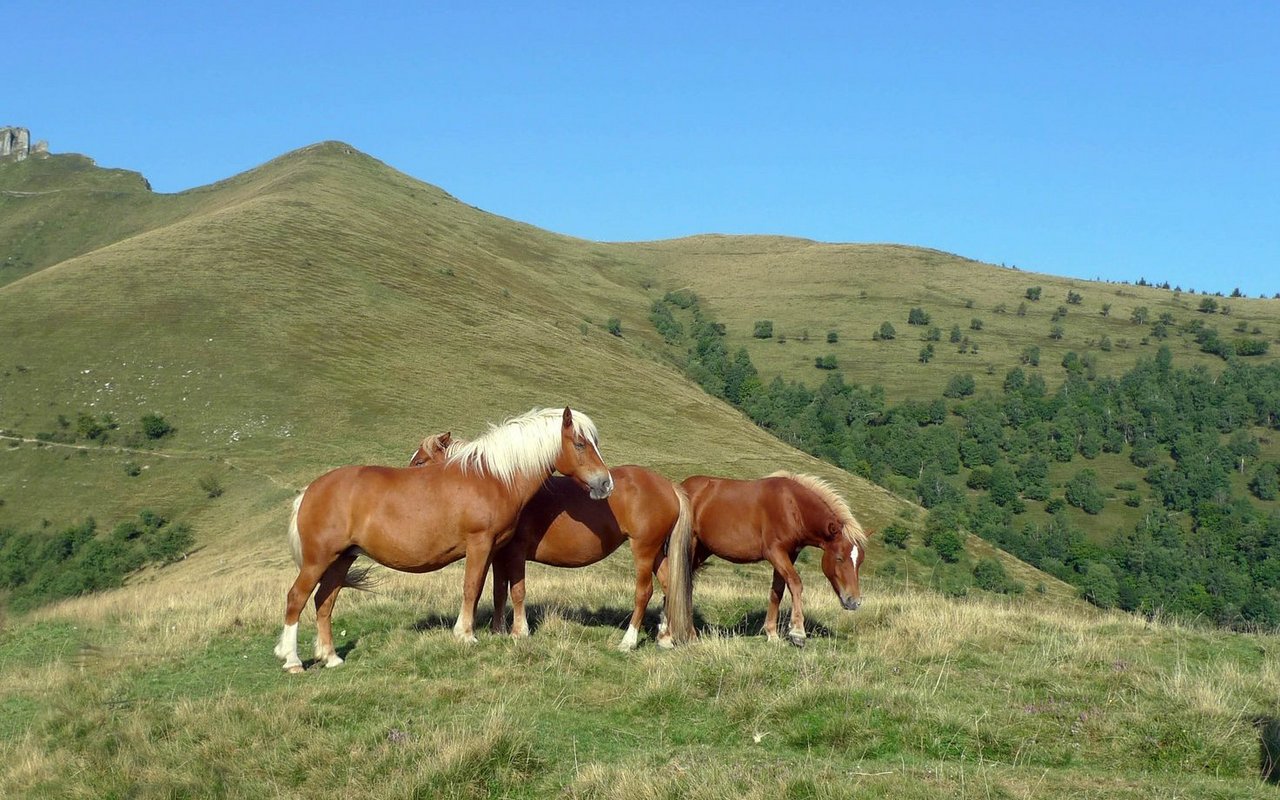 Die Pferde bewegen sich in den Sommermonaten völlig frei auf dem Monte Generoso.