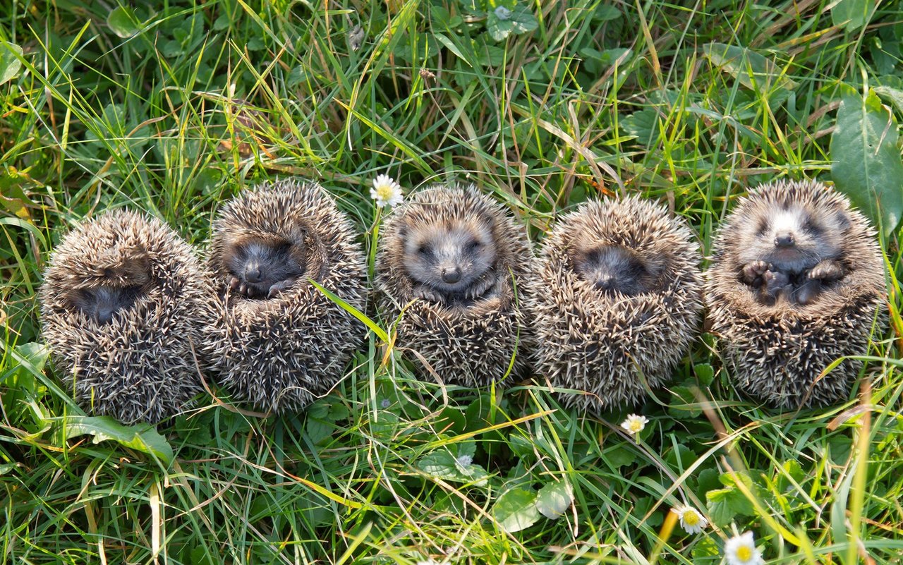 In der Gartensaison werden Igel oft durch Roboterrasenmäher oder Rasentrimmer verletzt. Um dies zu verhindern, sollte im Vorfeld die Fläche abgesucht werden.