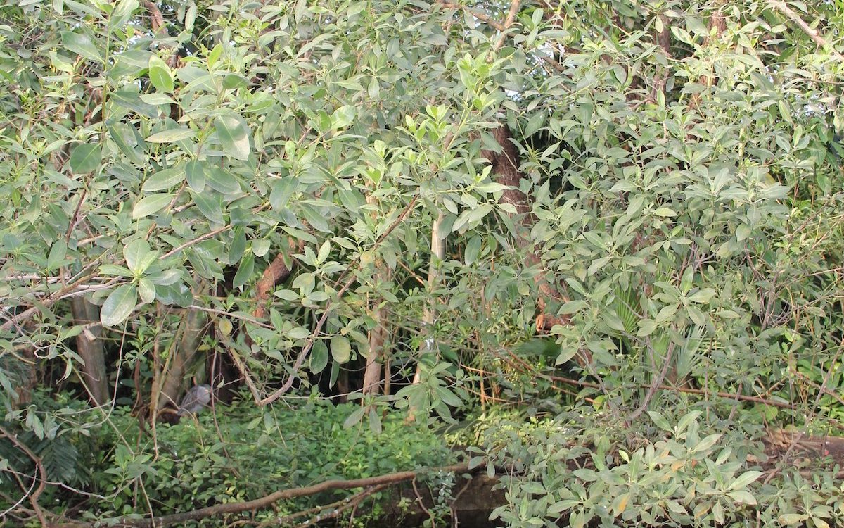 Das Papiliorama in Kerzers schützt den Mangrovenwald in Belize und zeigt diesen Lebensraum Besucherinnen und Besuchern.