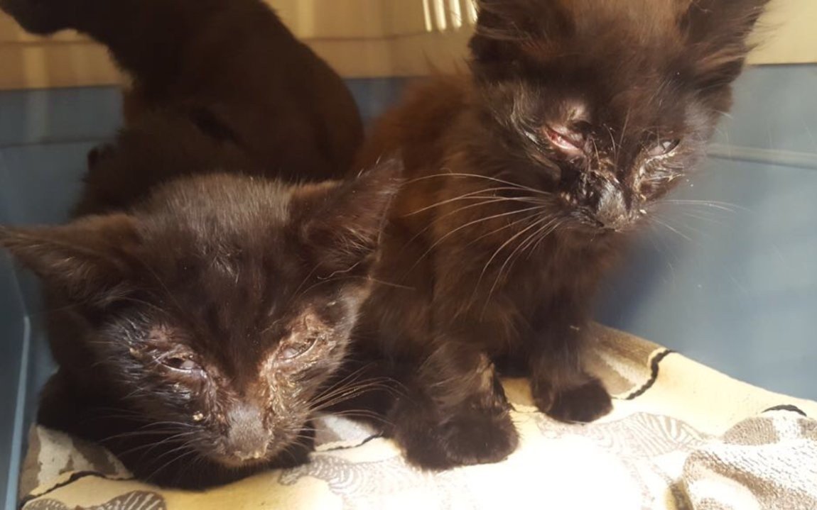 Streunerkatzen bringen oft gesundheitliche Probleme mit sich.