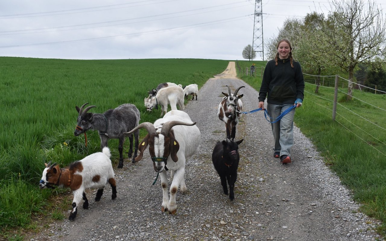 Unterwegs mit ihren acht Lieblingen: Tauerschecken-Bock «Fröschli» hält Muriel Ledermann an der Leine, damit die Autorin die Hände fürs Fotografieren frei hat. 