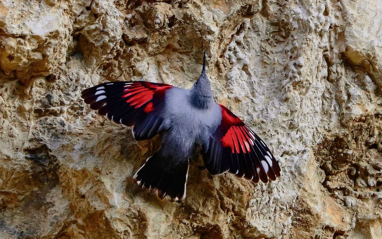 Der Mauerläufer gehört zur lokalen Brutvogelpopulation auf dem Col de Bretolet.