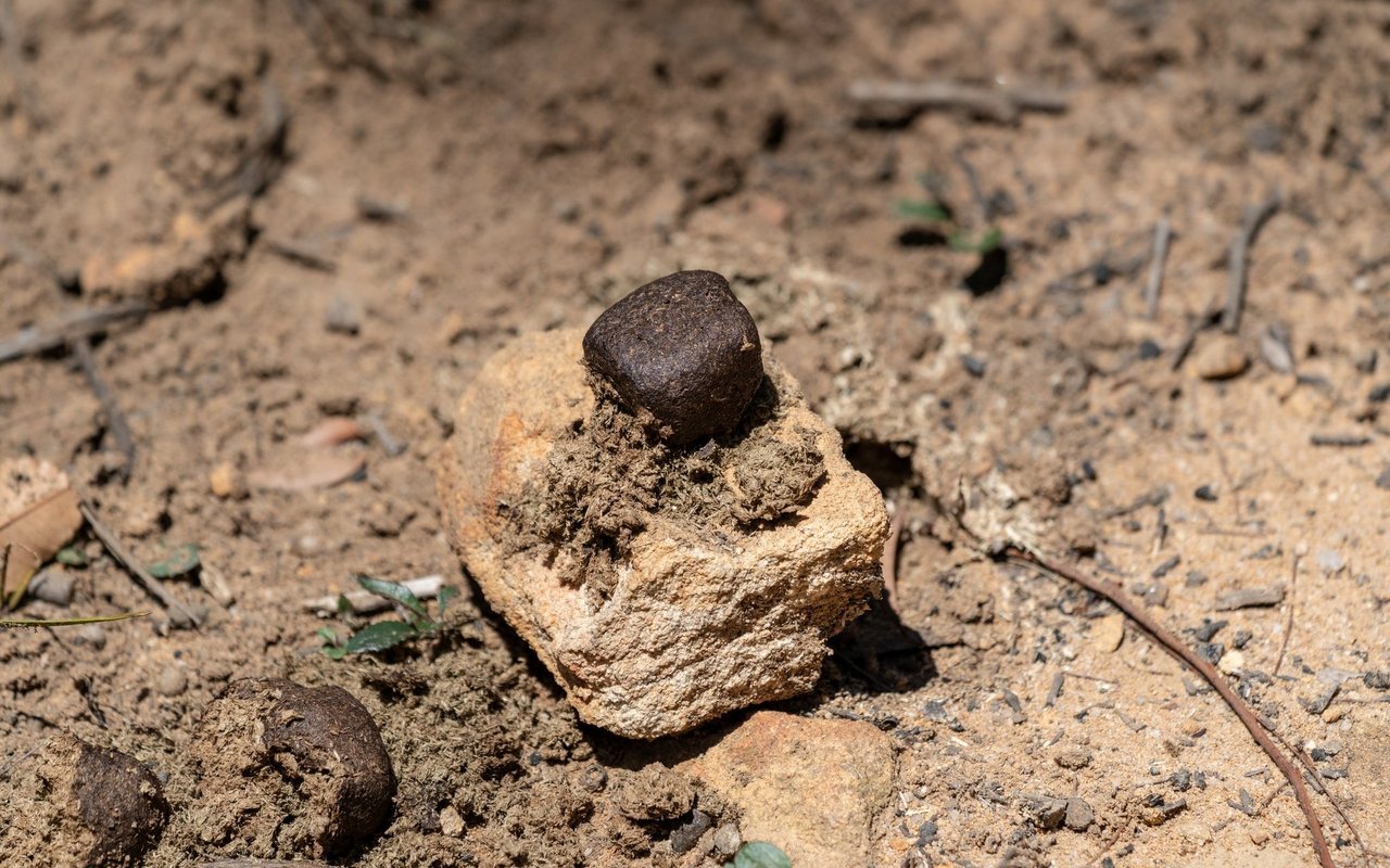 In der Natur sind natürliche Würfel selten.