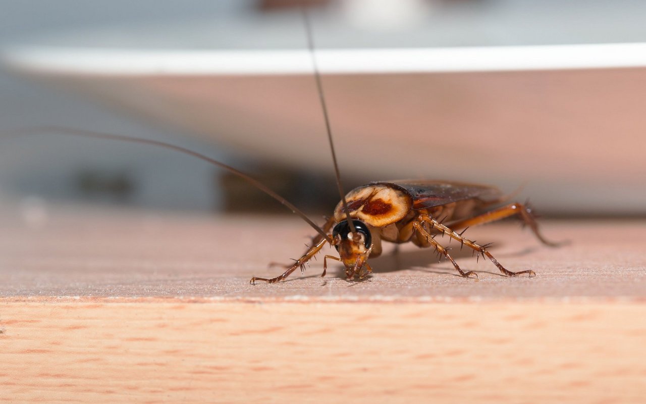 Kakerlaken: Die Schaben sind Überlebenskünstler: Sie sind Allesfresser, passen sich schnell an und haben sich mittlerweile auf der ganzen Welt verbreitet. Über ihre Haut sowie den Speichel übertragen sie verschiedene Krankheiten, weshalb sie ein massives Risiko darstellen – insbesondere in sterilen Bereichen wie Krankenhäusern oder Altersheimen.