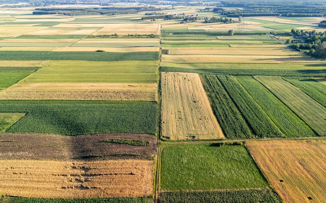 Erst durch die Intensivierung der Landwirtschaft ging die Artenvielfalt in der Schweiz zurück.