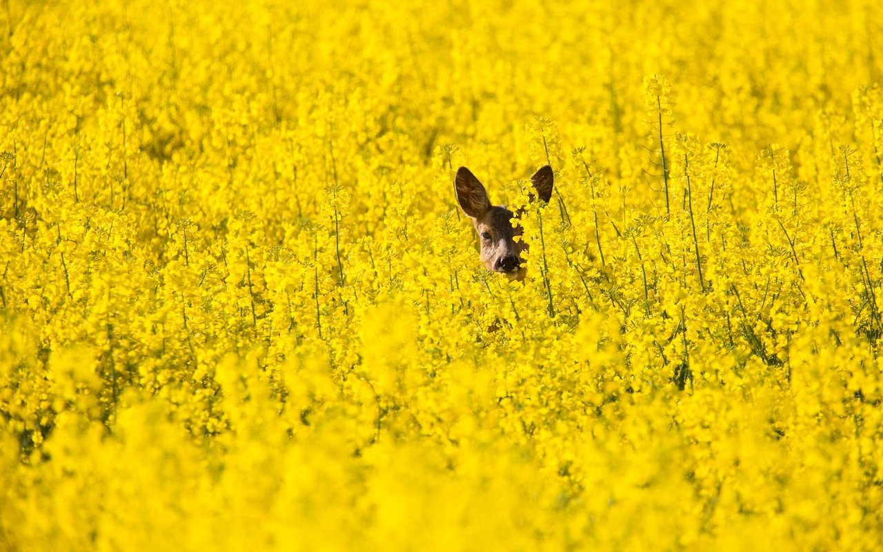 Rapsfelder bieten Rehen und ihrem Nachwuchs Versteck- und Futtermöglichkeiten.