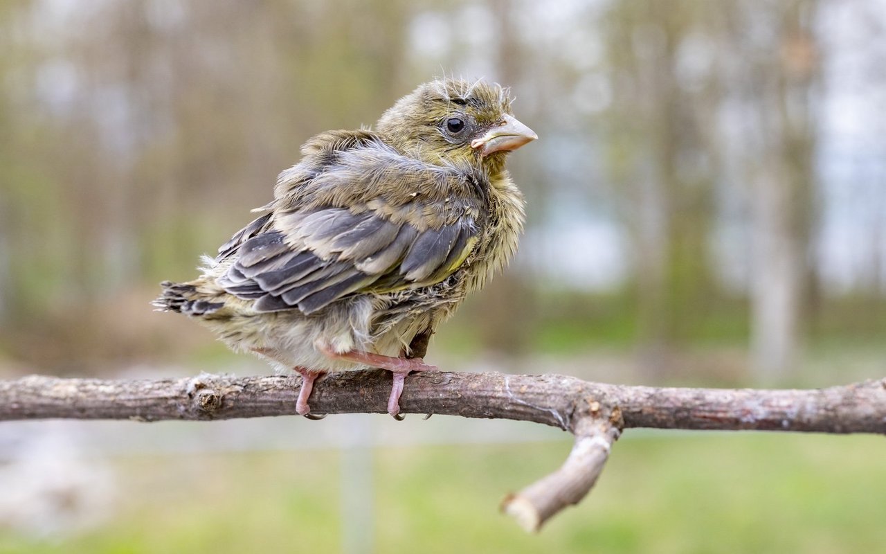 Dieser junge Grünfink ist bereits alt genug, um ausserhalb des Nests zurechtzukommen. Er braucht keine menschliche Hilfe. 