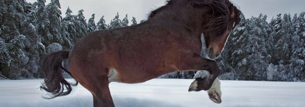 Ein Pferd turnt im Schnee