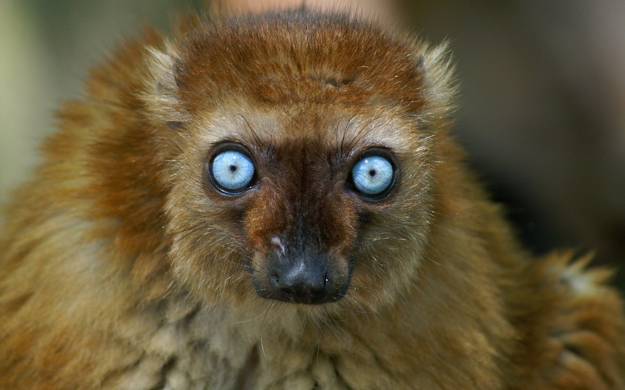 In der freien Natur leben Blauaugenmakis auf der afrikanischen Insel Madagaskar.