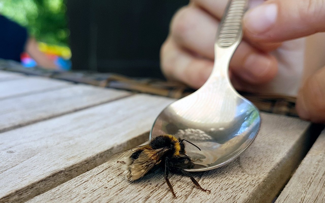 Einer Hummel-Königin kann etwas Zuckerwasser im Frühjahr helfen, um Kraft für den Weiterflug zu finden. 