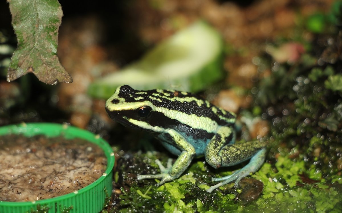 Pfeilgiftfrösche wie die Art Ameerega bassleri fühlen sich in Regenwaldterrarien wohl. 