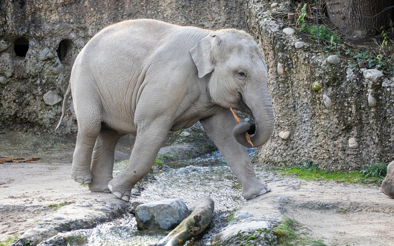 Omysha im Elefantenpark des Zoo Zürich 2021.