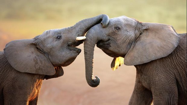 Elefanten begrüssen sich mit Rüssel