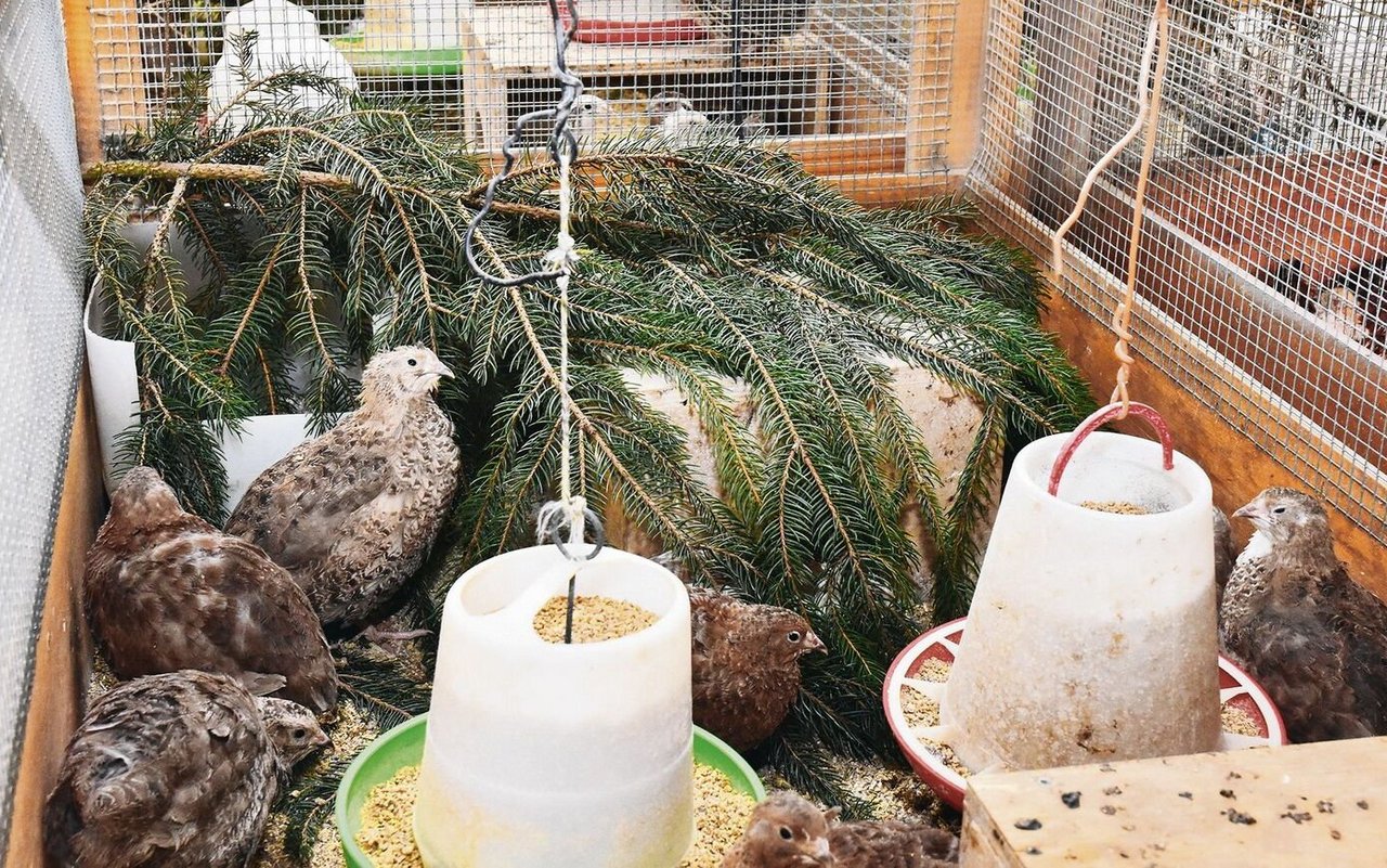 Wieso Wachteln und ihre Eier so speziell sind tierwelt.ch TierWelt