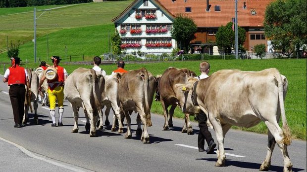 Alpaufzug Appenzell